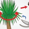 Poda de uma mandioca