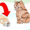 Deixando um gatinho doente comer
