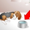 Ajudando um cão doente a beber