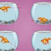 Como tratar uma infecção da bexiga natatória em um peixe dourado
