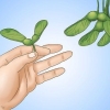 Comer sementes de bordo