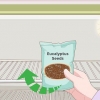 Cultivo de eucalipto