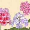 Floxes em crescimento