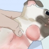 Tratamento de foliculite em cães