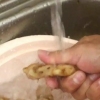 Espremendo o suco de gengibre
