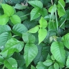 Identificando a hera venenosa