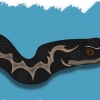 Reconhecer cobras venenosas