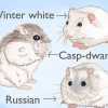 Criação de hamsters