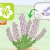 Poda de plantas de urze
