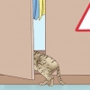 Reconheça que um gato vai dar à luz