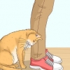 Reconhecer se um gato é um gato de rua