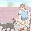 Determinando o sexo de um gato