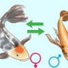 Determinando o sexo de um peixe