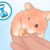 Determinando o sexo do seu hamster