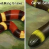 Ser capaz de dizer a diferença entre um kingsnake e um coralsnake