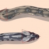 Veja a diferença entre cobras venenosas e não venenosas