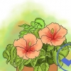 Cultivo de hibisco ao ar livre