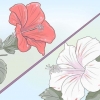 Cultivo de hibisco