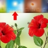 Propagação de hibisco
