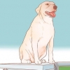 Incentivando os cães a acasalar