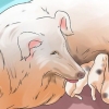 Fazer os cães pararem de comer cocô de cachorro