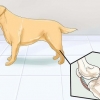 Ajudar cães com problemas articulares e rigidez