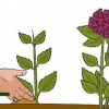 Cultivo de hortênsias a partir de estacas