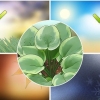 Plantas de hosta
