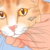 Reconhecendo o câncer de pele em um gato