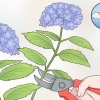 Cortar flores de hortênsia