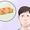 Intervir se o seu hamster não se mexer