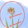Cuidando de íris quando as flores morrem