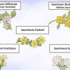 Cultivo de jasmim