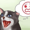 Acalmando seu gato bravo