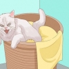 Peça desculpas a um gato