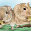 Fazendo seu gerbil feliz