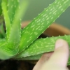 Cuidando do seu cabelo com aloe vera