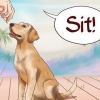 Ensine comandos básicos ao seu cão