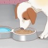 Tratando seu cachorro