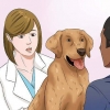 Deixe seu cão comer ração seca