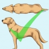 Ajude seu cão a perder peso