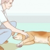 Ajudando seu cão com um derrame