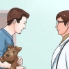 Ajudando seu cão a perder o pelo
