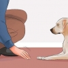 Ensinando seu cão a deitar morto sob comando