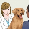 Colocar seu cão em uma dieta