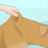 Deixe seu cachorro beber água