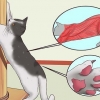 Impeça seu gato de arranhar móveis