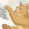 Deixe seu gato dormir com você
