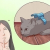 Desative seu gato
