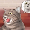 Fazendo seu gato parar de soprar